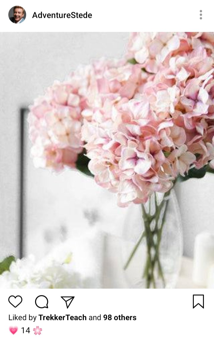 Stede's IG. Photo of hydrangeas in a vase. Caption reads "💓14🌸" 