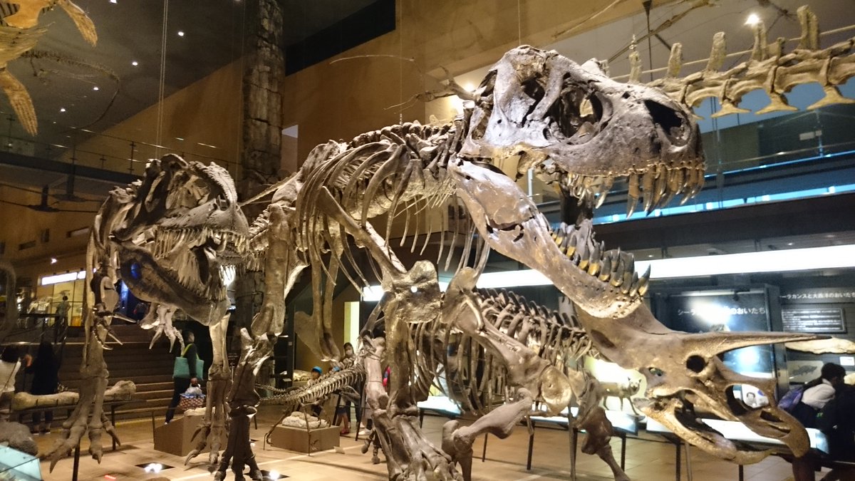 RShiratake's tweet photo. 北九州市立いのちのたび博物館には2頭のティラノサウルス・レックスが展示しています(;''∀'')
　２頭もティラノサウルス・レックスを展示している博物館は国内では殆どないですよね(;''∀'') https://t.co/HDGMpWQ2nn