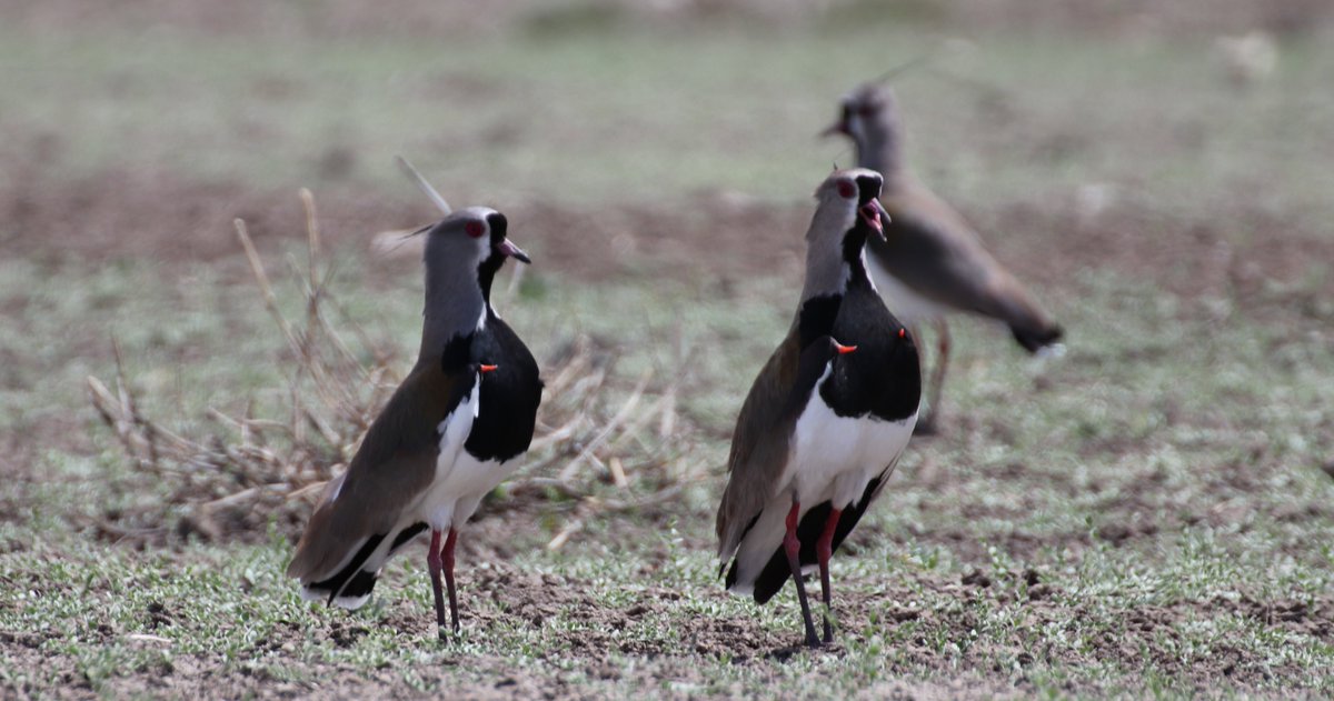 Post-doctoral Researcher in Animal Migration Ecology
open position:
prf.jcu.cz/images/PRF/fak…
University of South Bohemia, Czech Republic
Deadline 15 March 2023
#postdoc #joboffer #ornithology #research #birds #migration