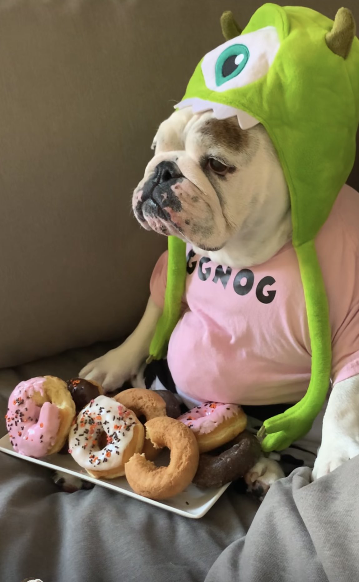 Eggnog hotsell the bulldog