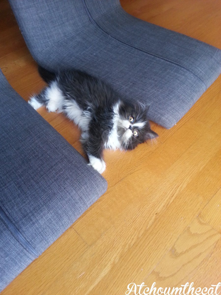Atchoumthecat's tweet photo. Throwback on that little fur ball
#babyatchoum #11weeks
**********
Retour en arrière sur cette petite boule de poils
#bébéatchoum #11semaines https://t.co/ItyS4509Yk