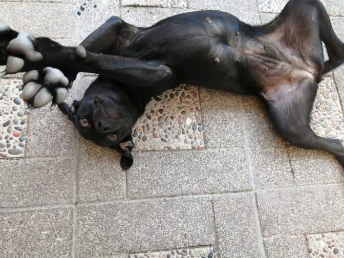 Julita en adopción.
1 Año Aprox.
Se entrega Esterilizada.
18 kilos.
Muy tierna y ama jugar.
Fue rescatada y necesita volver a confiar. Es una negrita con una personalidad hermosa.

Contacto al WhatsApp: +56 9 8846 0915.
Instagram: @Cuchufli_y_Negro.