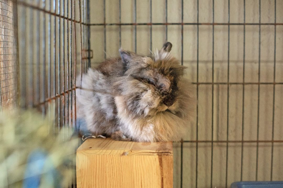 AdoptableBuns's tweet photo. Petunia is an adult Lionhead from #Landenberg, PA. https://t.co/AVpCLhEzIS https://t.co/tAUIlDMRA8