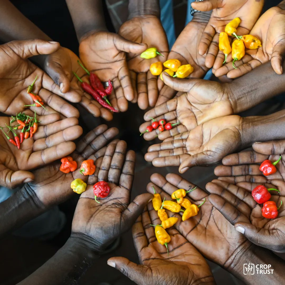 CropTrust's tweet photo. 🥗  Ensuring #foodsecurity
🌤️  Adapting to #climatechange
🌿  Reducing environmental degradation
🍞  Protecting nutritional security
📉  Reducing #poverty and 
🚜  Ensuring sustainable #agriculture 

= just six reasons why it matters to conserve #cropdiversity. https://t.co/t43tVrITLW