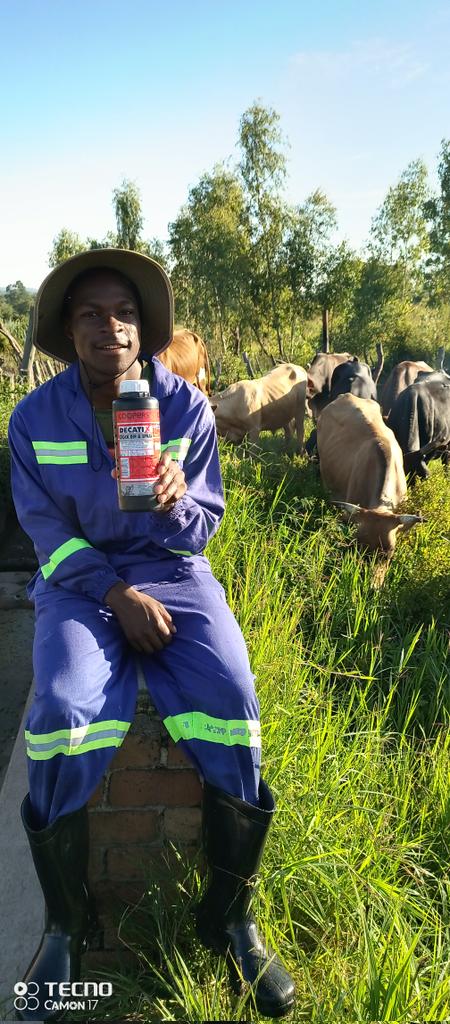 TakueMdumeni's tweet photo. Good animal health management is important to improve beef production. As a result, there is a need to control and prevent the spread of diseases. Tickborne diseases, for example, pose a major challenge to beef production and management for smallholder farmers.
@basera_john https://t.co/OkY1nK9c19