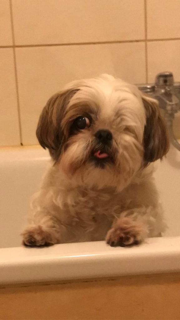 AFW | Grüner Inkling tweet media