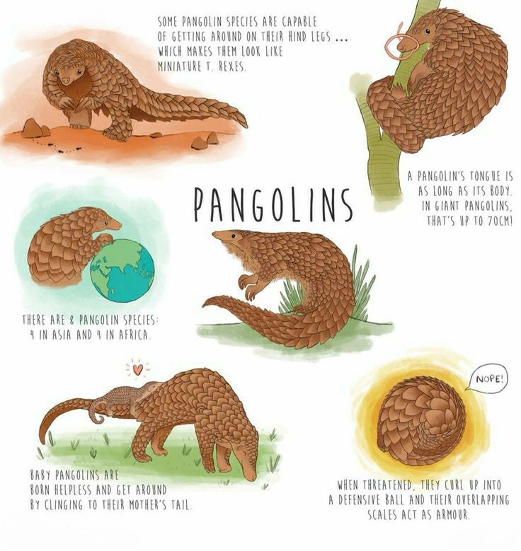 _mkverma's tweet photo. World Pangolin Day
SAVE PANGOLINS
Pangolin is a very calm, shy and beautiful animal. We must work together to save it.
Let's celebrate this day by raising awareness about the endangerment of this beautiful and underappreciated mammal.
#SavePangolin
#WorldPangolinDay2023 https://t.co/hiy2AHKevB