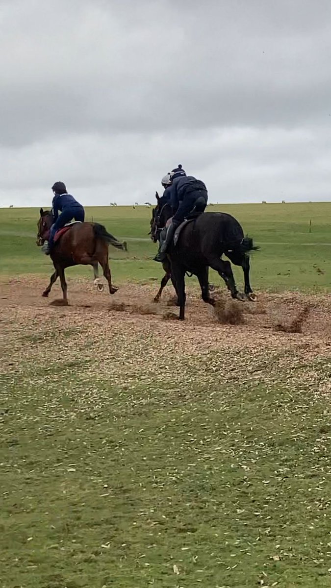 skbambry's tweet photo. 3 nice 2yo's out for an away day, including Our Beautiful Inns of Court colt https://t.co/I01z8T6nDi