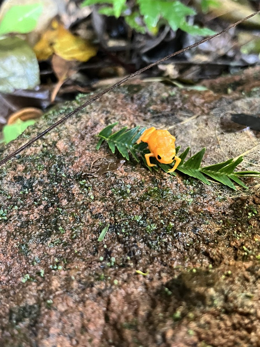 Veronica_Saenz_'s tweet image. #japi #amphibians #frogs Pumpkin toadlets in Brazil!