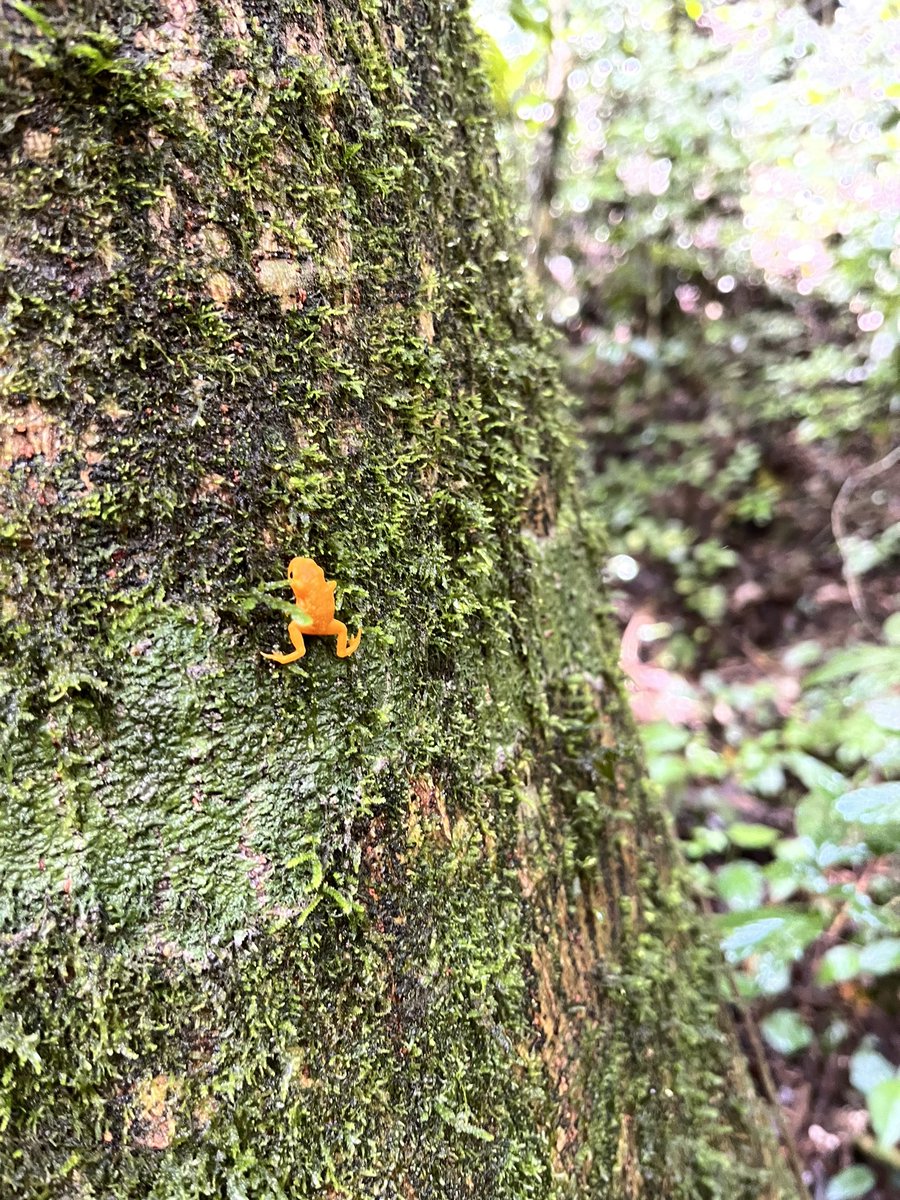 #japi #amphibians #frogs Pumpkin toadlets in Brazil!