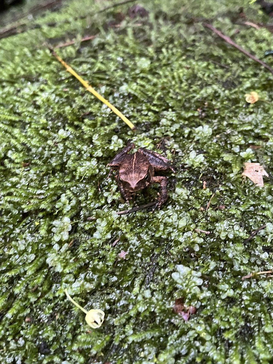Veronica_Saenz_'s tweet image. #japi #amphibians #frogs Pumpkin toadlets in Brazil!