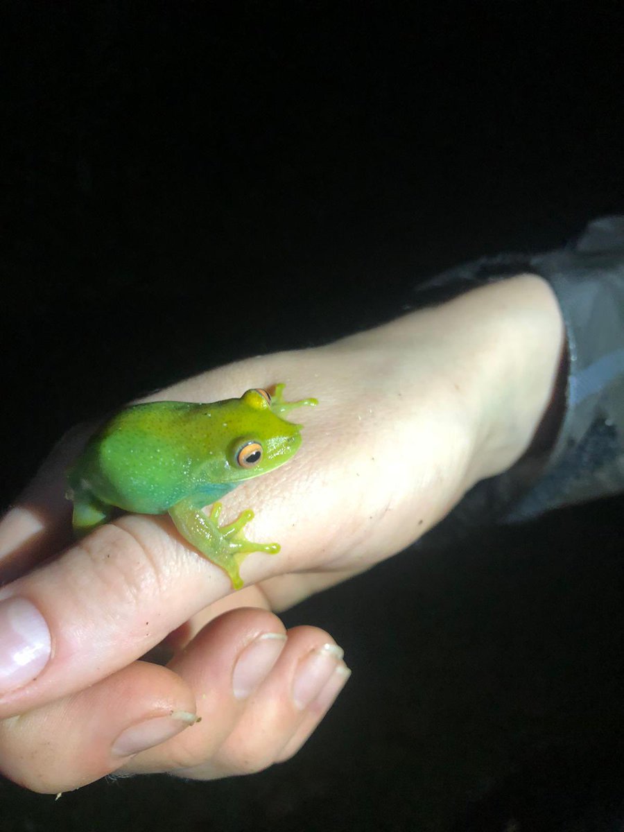 Veronica_Saenz_'s tweet image. #japi #amphibians #frogs Pumpkin toadlets in Brazil!