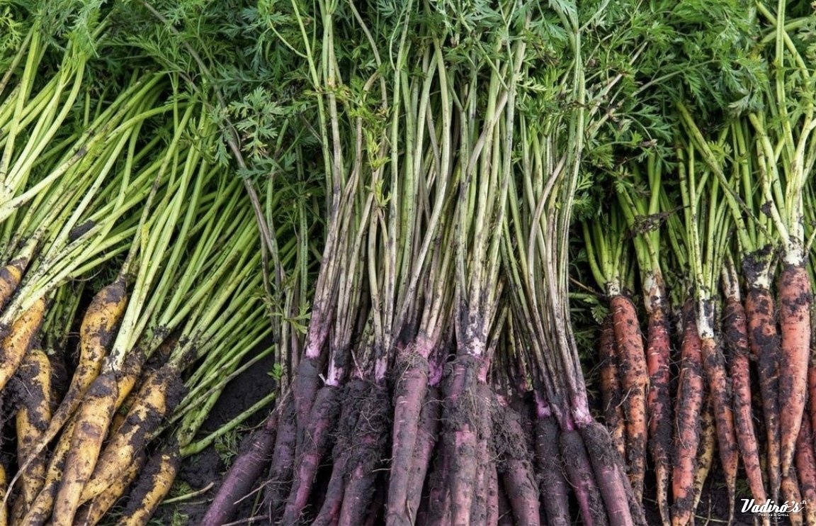 Vadiro's Pastas & Gril tweet media