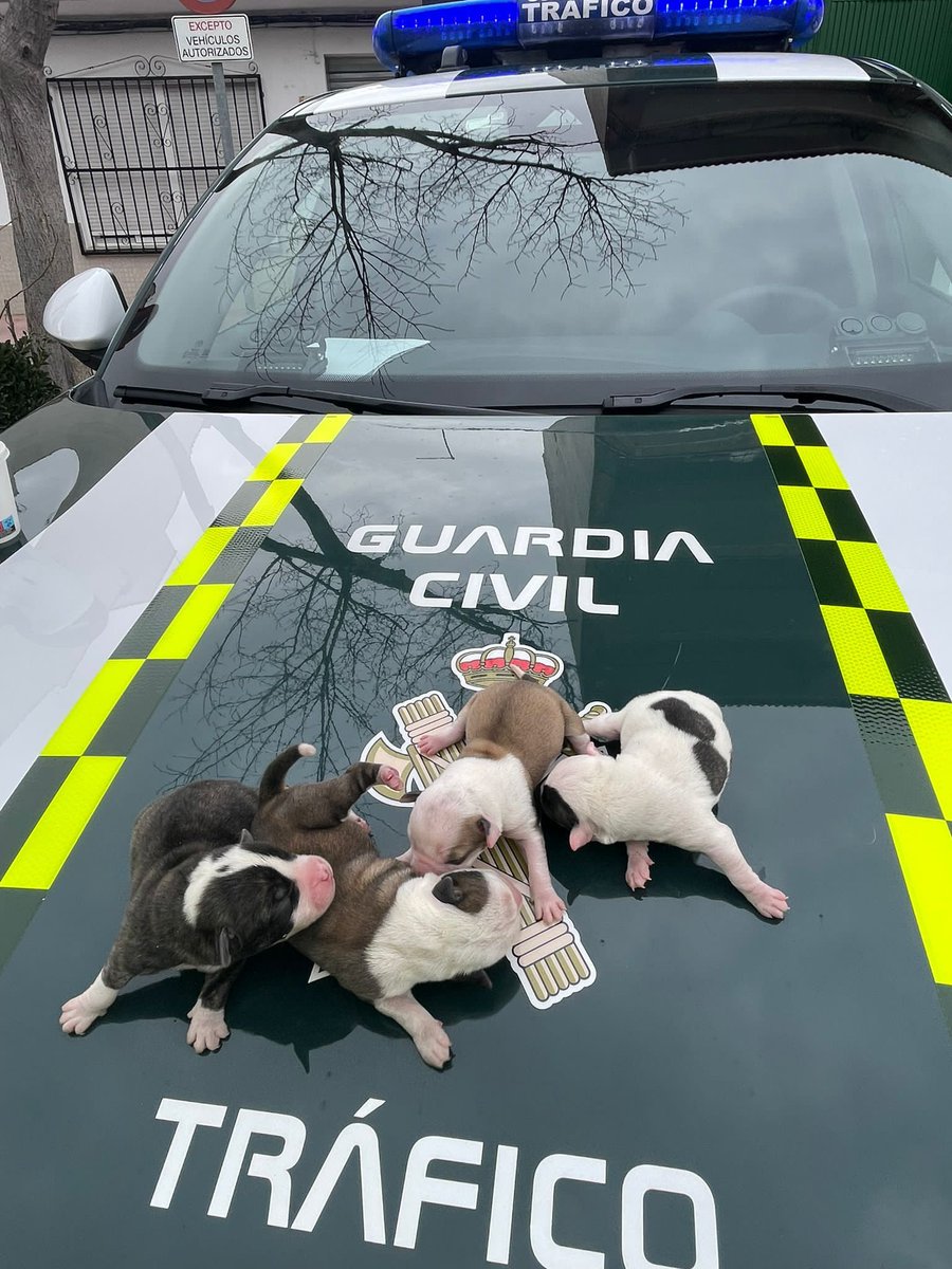 guardiacivil's tweet photo. Gracias al aviso de unos ciclistas compañeros de Tráfico del Destacamento de Arganda han rescatado a cuatro cachorros abandonados en una bolsa en la M-219. Los hemos puesto a salvo y les buscaremos un buen hogar. No los abandones, ellos no lo harían.
#GuardiaCivil https://t.co/srGRXX2uH6
