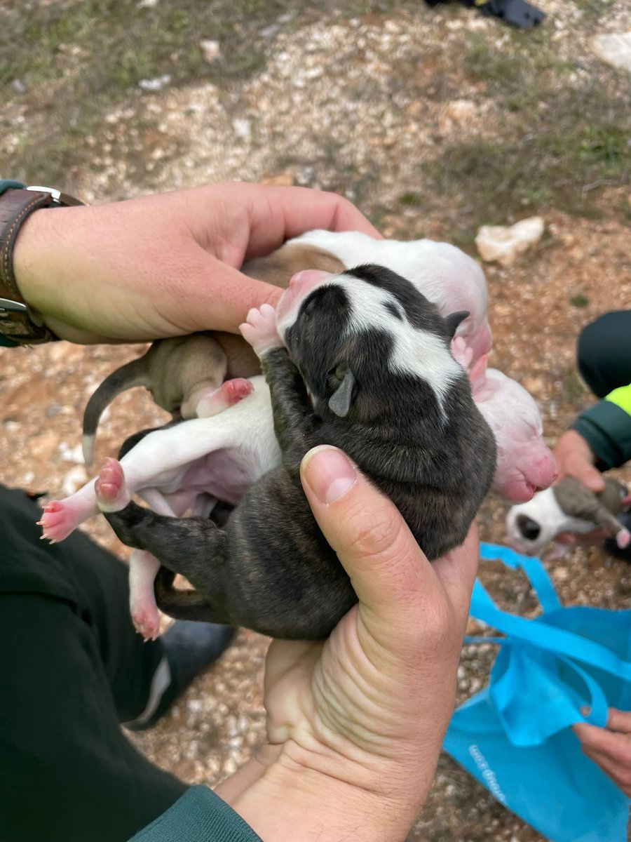 guardiacivil's tweet photo. Gracias al aviso de unos ciclistas compañeros de Tráfico del Destacamento de Arganda han rescatado a cuatro cachorros abandonados en una bolsa en la M-219. Los hemos puesto a salvo y les buscaremos un buen hogar. No los abandones, ellos no lo harían.
#GuardiaCivil https://t.co/srGRXX2uH6