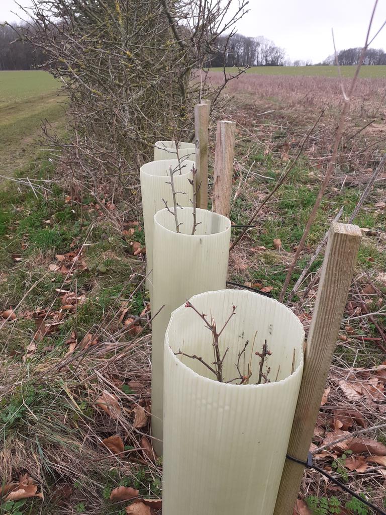 Planting trees on our farm supplied by @WoodlandTrust, <a href="/LloydsBank/">Lloyds</a> and @NFUsouthwest. Replacing Ash lost to die back this year, previous years have been gap filling hedges and new plantings