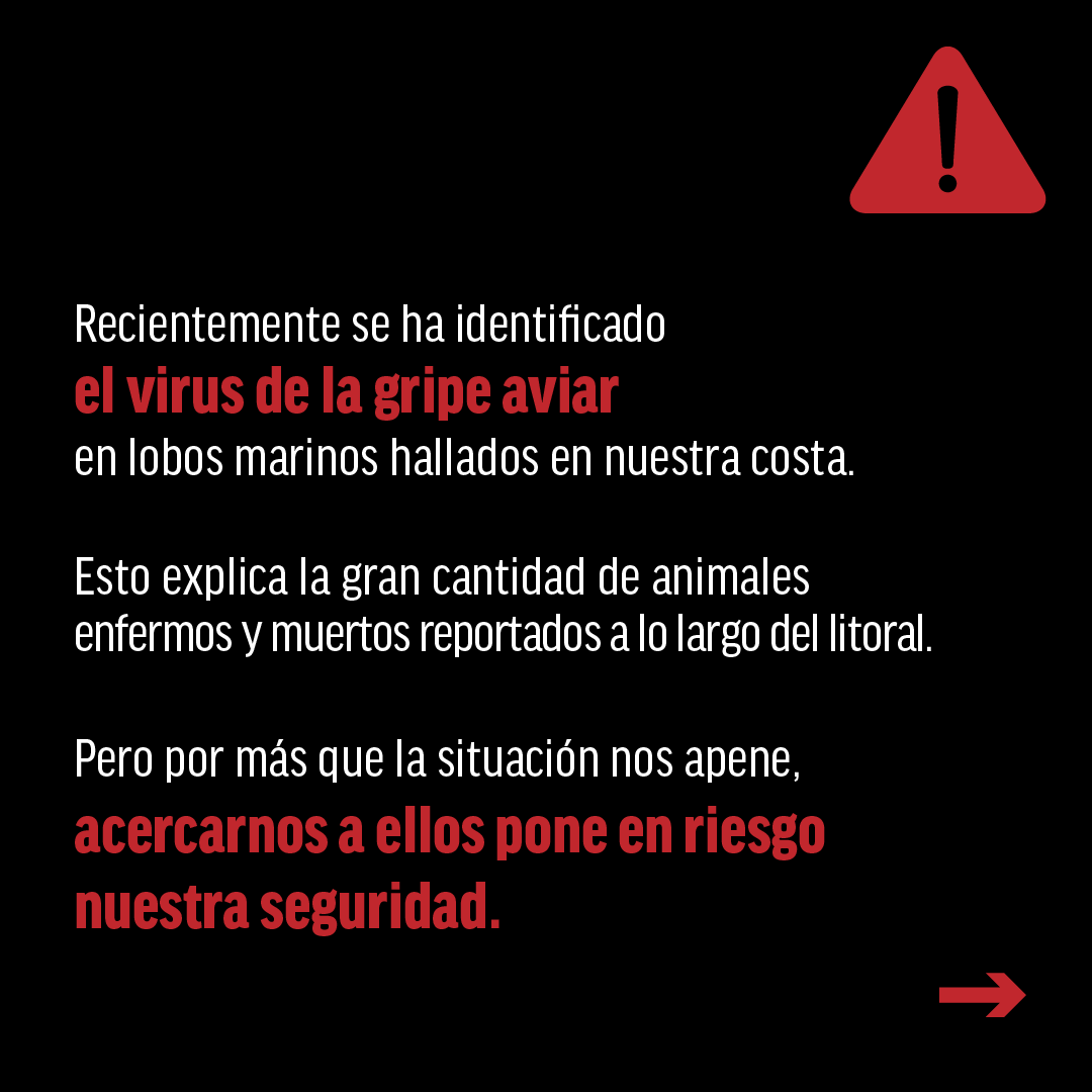 Oceana_Peru's tweet photo. 🚨ATENCIÓN CON LOS LOBOS MARINOS VARADOS. EVITEMOS EL CONTAGIO DE LA INFLUENZA AVIAR H5N1

El varamiento de #LobosMarinos en el litoral es preocupante, pero estos solo deben ser atendidos por especialistas. ¿Cuáles son los riesgos de acercarte a estos animales? Léelo aquí👇🏻 https://t.co/BobdoUSsiX
