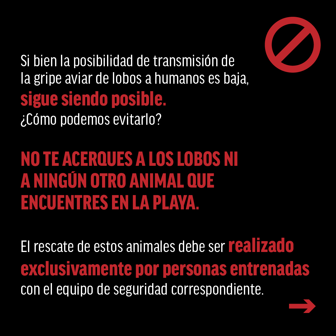 Oceana_Peru's tweet photo. 🚨ATENCIÓN CON LOS LOBOS MARINOS VARADOS. EVITEMOS EL CONTAGIO DE LA INFLUENZA AVIAR H5N1

El varamiento de #LobosMarinos en el litoral es preocupante, pero estos solo deben ser atendidos por especialistas. ¿Cuáles son los riesgos de acercarte a estos animales? Léelo aquí👇🏻 https://t.co/BobdoUSsiX