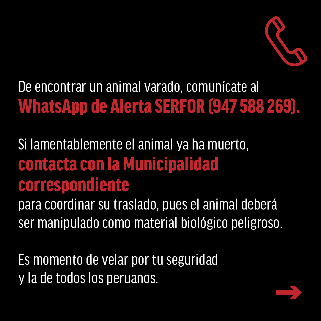Oceana_Peru's tweet photo. 🚨ATENCIÓN CON LOS LOBOS MARINOS VARADOS. EVITEMOS EL CONTAGIO DE LA INFLUENZA AVIAR H5N1

El varamiento de #LobosMarinos en el litoral es preocupante, pero estos solo deben ser atendidos por especialistas. ¿Cuáles son los riesgos de acercarte a estos animales? Léelo aquí👇🏻 https://t.co/BobdoUSsiX