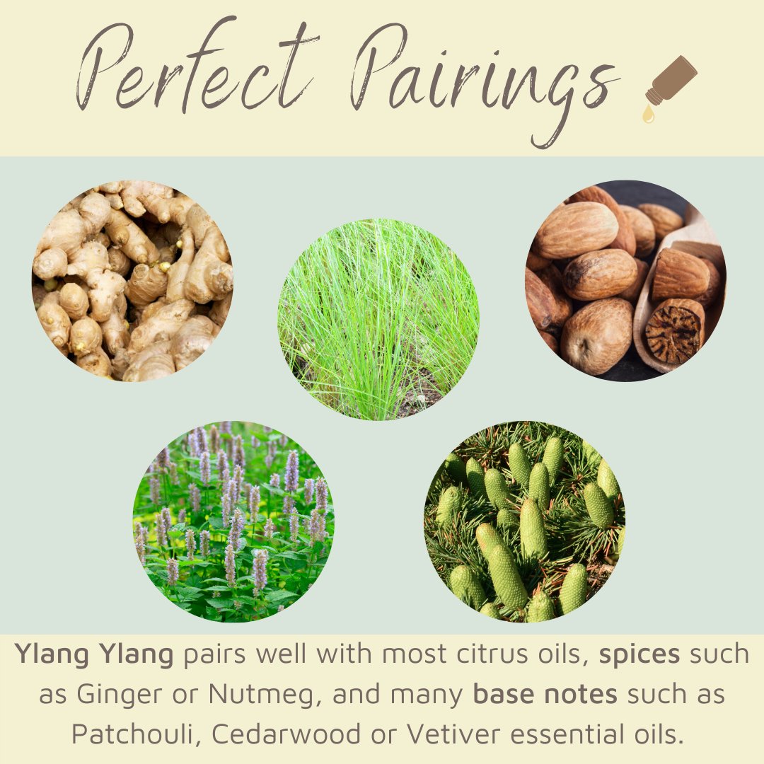 Ylang Ylang pairs well with most citrus oils, spices such as Ginger or Nutmeg, and many base notes such as Patchouli, Cedarwood or Vetiver essential oils. #perfectpairings #essentialoilofthemonth #aromatherapy #february #ylangylang #love #wellness #blending #arizona #bodybliss