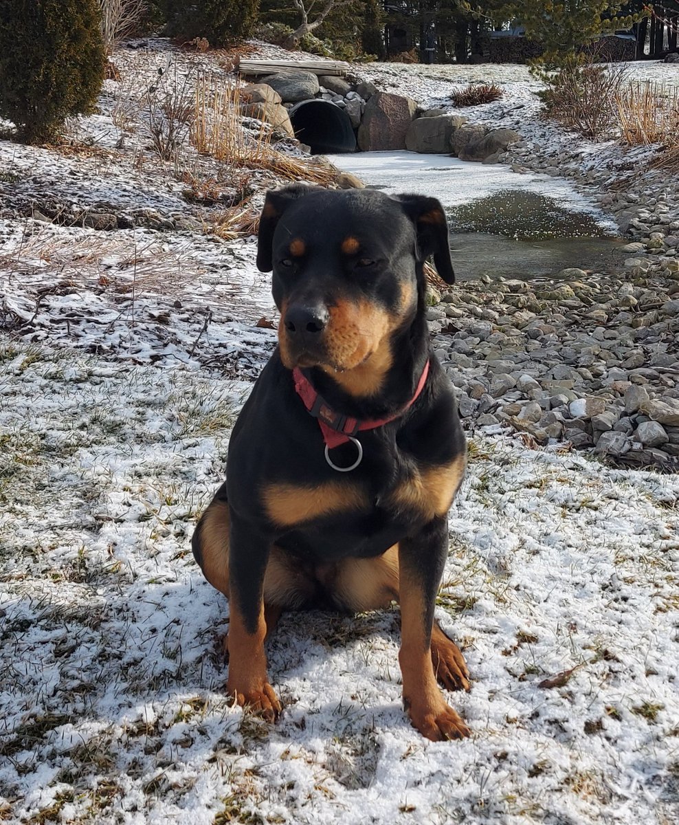 Happy Family Day weekend! It's a beautiful day for a drive to come out and stock up on your favourite cheese 🧀! We're open today from 9 am to 3 pm. We'll be closed on Family Day!
<a href="/ScenicHolsteins/">Hans Weber</a>