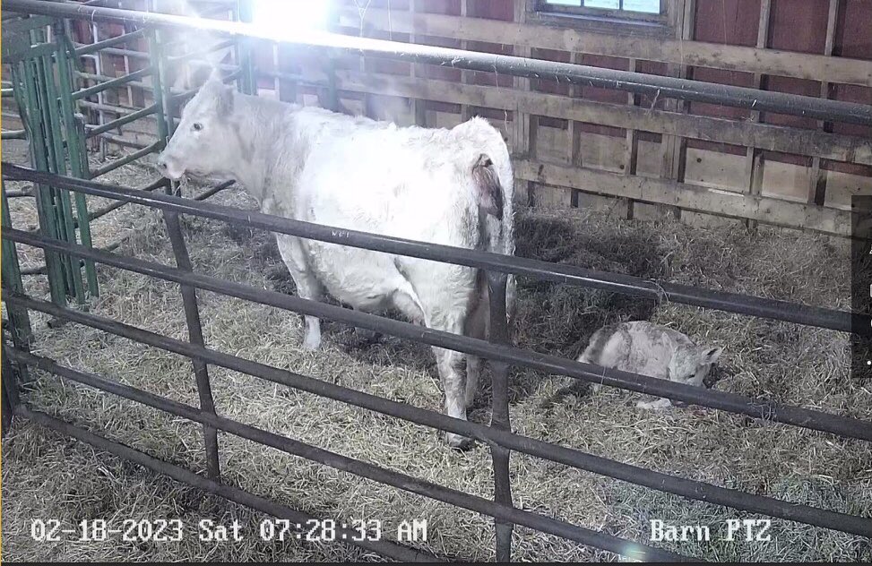 Stach Farms Charolais,Karen Stach tweet media