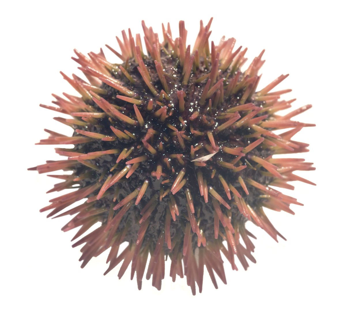 AlgaeBarn's tweet image. The Pincushion Sea Urchin: A Beginner’s Best
(Lytechinus variegatus).  

Captive-bred specimens are always best as they are comparatively more forgiving of poor or unstable water quality. 

Read more in our blog: zurl.co/Ecj3

#urchin #seaurchin #invert #ocean #reef
