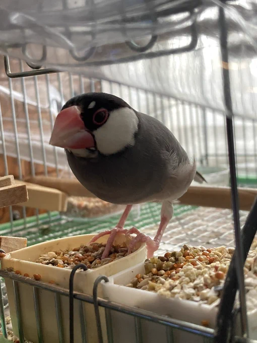 だいすきなるるちゃん 