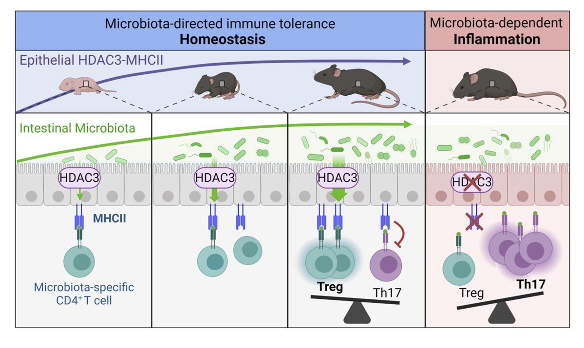 AlenghatLab's tweet photo. Intestinal epithelial HDAC3 and MHC class II coordinate microbiota-specific immunity. Congrats @emeshlem on your recent paper in @jclinicalinvest! @babiesresearch   https://t.co/enfkuWLHna https://t.co/NWDgZlzKrC