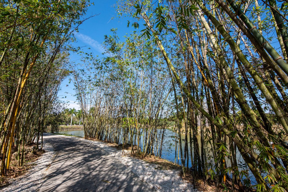 When the wind picks up you hear an orchestra of bamboo playing into your ears. A musicians dream nature walk is found right here in our bamboo tunnel. 

Come listen for yourself! @miamidadeparks Connecting people to natural zen moments. #parksforlife