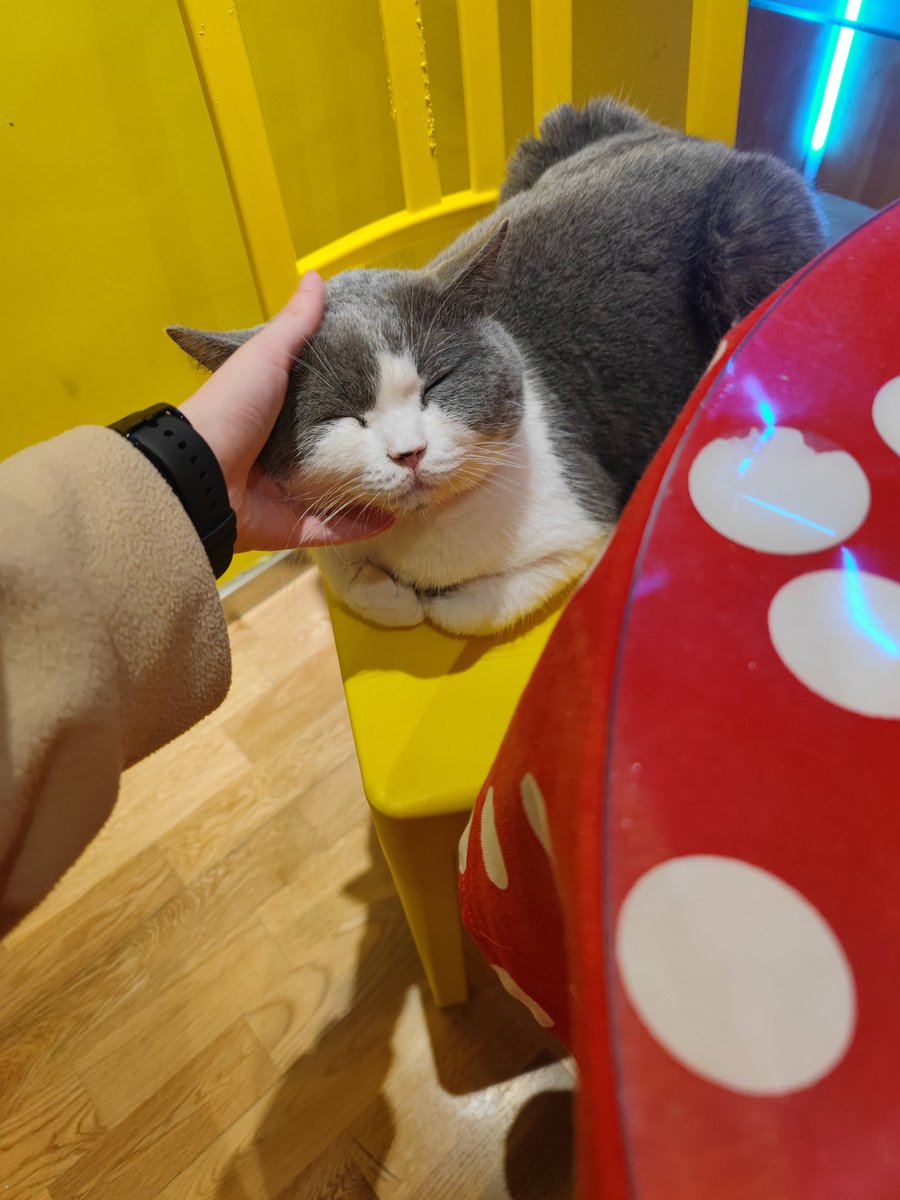 Summer_Dawn_V's tweet photo. 总是会被这些小动物治愈🥺 https://t.co/ZLX1KPScwn