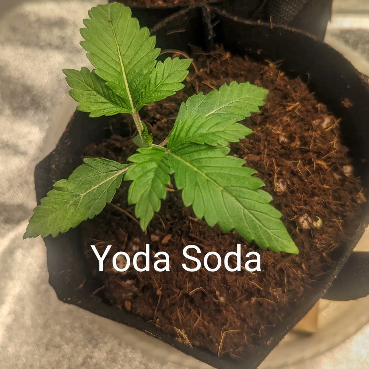 TrackMyGrow's tweet photo. Day: 18
Seeds: 
Tastebudz Genetics BlackBerry Moonrocks
Ethos Genetics Candy Store RBX
Ocean Grown Genetics Yoda Soda

Medium: Coco Coir with Perlite
Light: Bloomplus XP4000

#tastebudz
#ethos
#oceangrowngenetics
#generalhydroponics
#botanicare
#bloomplus
#photoperiod
#cannabis https://t.co/QhJeTJQjNL