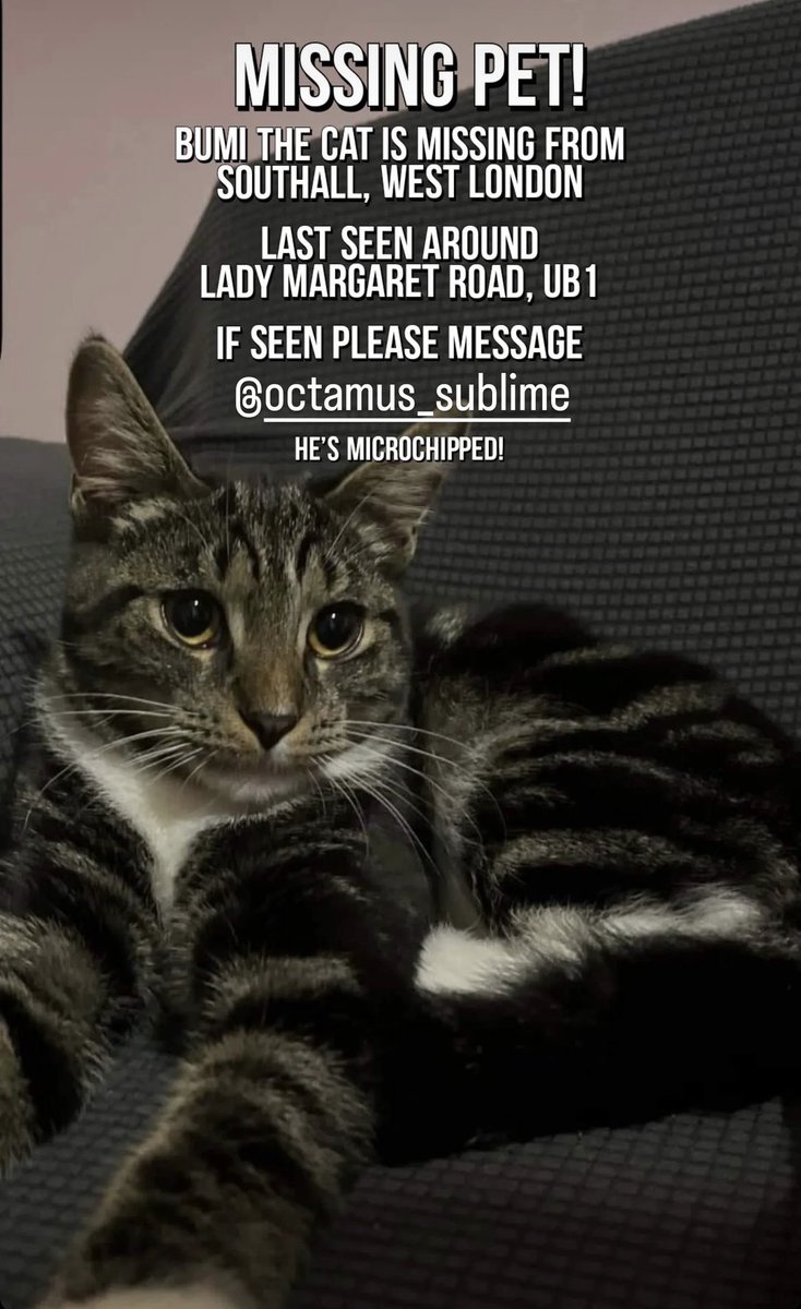 Octamus1's tweet photo. Hi everyone,
My cat Bumi has gone missing— if anyone has seen a Tabby cat in the #southall #ub1 #westlondon area please dm
He’s also microchipped! Hopefully he can be found soon https://t.co/Q2zBl67wlU