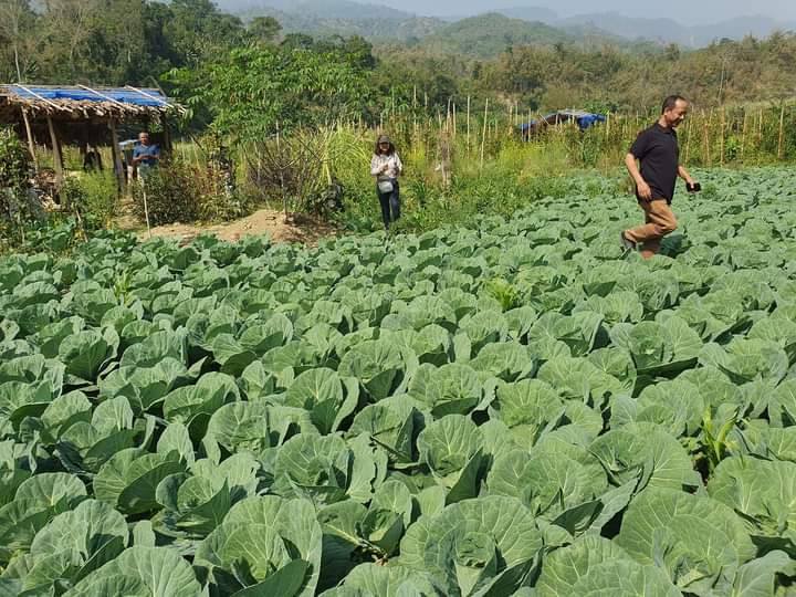 Organic farms at #Phauzau village, in #Mamit district #Mizoram 
(courtesy: Christopher Lun)
#organic #Organic_farming #cabbage #organicagriculture