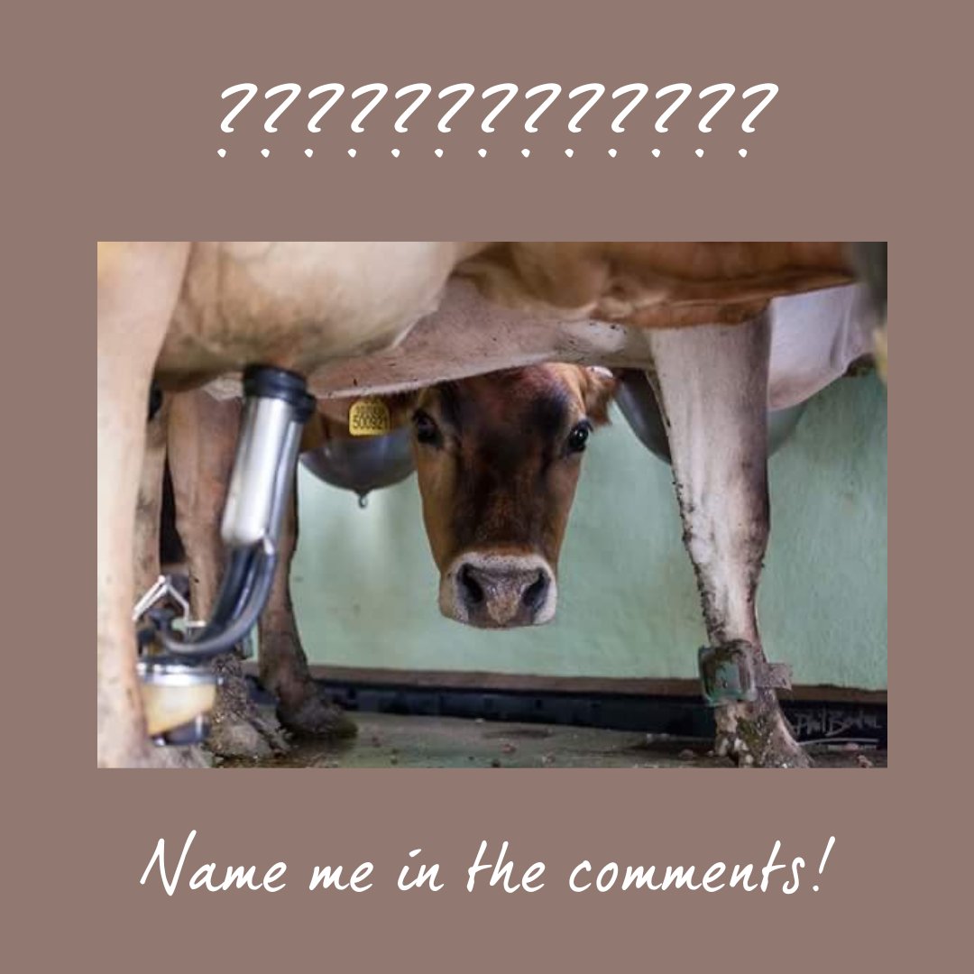 Saturday Night Entertainment
@philbentonphotograph names all his photos, we have decided to put one of his latest images to the poll……..

So drop your ideas in the comments.
.
#farmphotodaily #cowphotography #highlandcows  #mayfliers #mayfli.co #cowslife #saturdayvibes