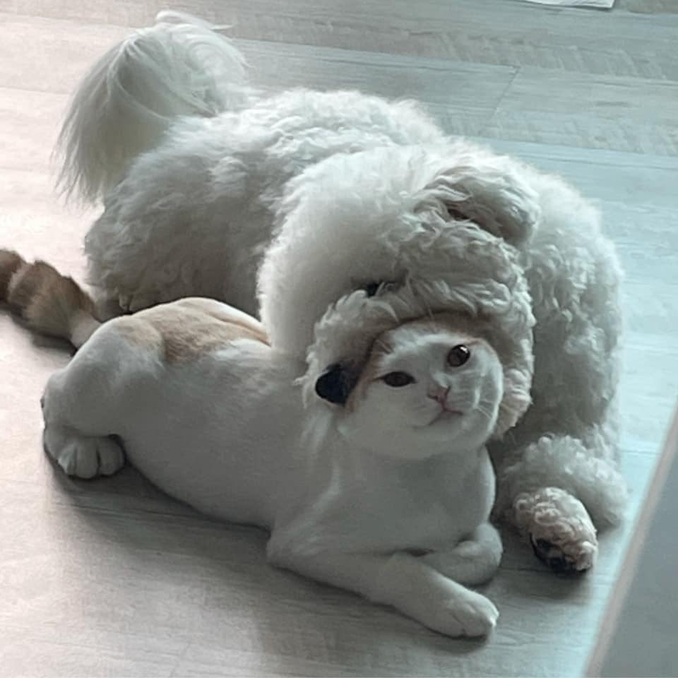 제가 미는 빵뉴 모에화입니다