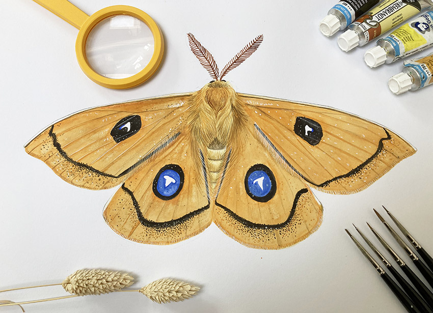 Deze prachtige tauvlinder is een vrij zeldzame verschijning in ons land en wordt voornamelijk aangetroffen in beukenbossen op de Veluwe, maar ook in... lees meer>>> bit.ly/3YYqxzF