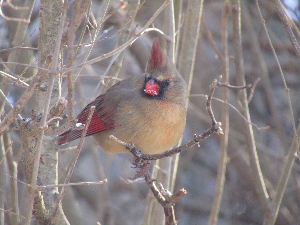 Lots of birds out this morning. Almost too many to keep track of for the Great Backyard Bird Count #GBBC2023