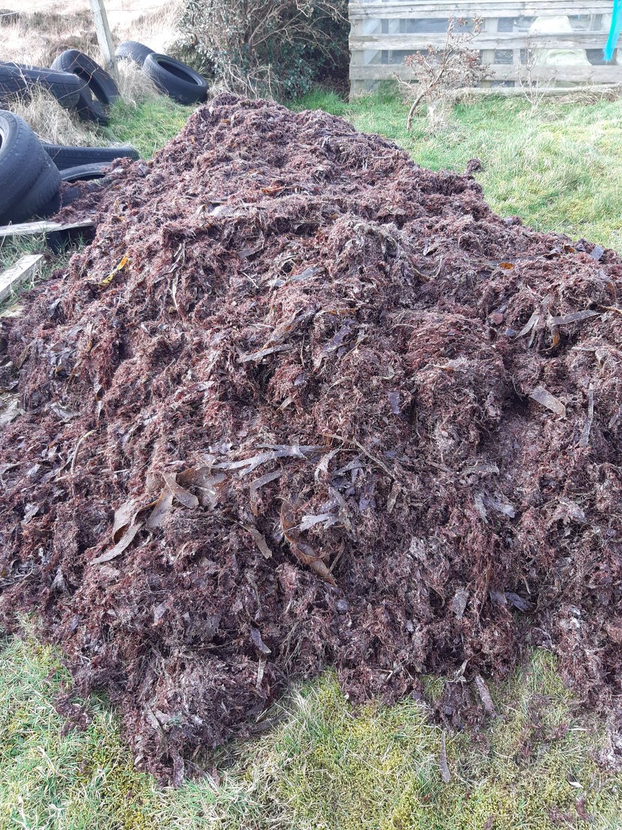 Productive morning gathering a load of seaweed for the garden #naturalfertiliser #recycling thanks to #georgemacdonald for the help and transportation @isleofsouthuist  #benbecula #OuterHebrides