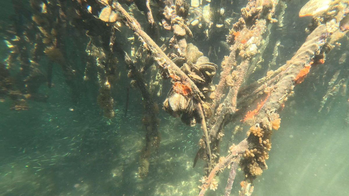 This week we snorkeled in mangroves to estimate epifauna root cover and distribution. Mangrove roots can provide a haven of hard structure for marine life in otherwise soft substrate areas #3Cs43 <a href="/MangroveMatt/">Matthew Costa</a>