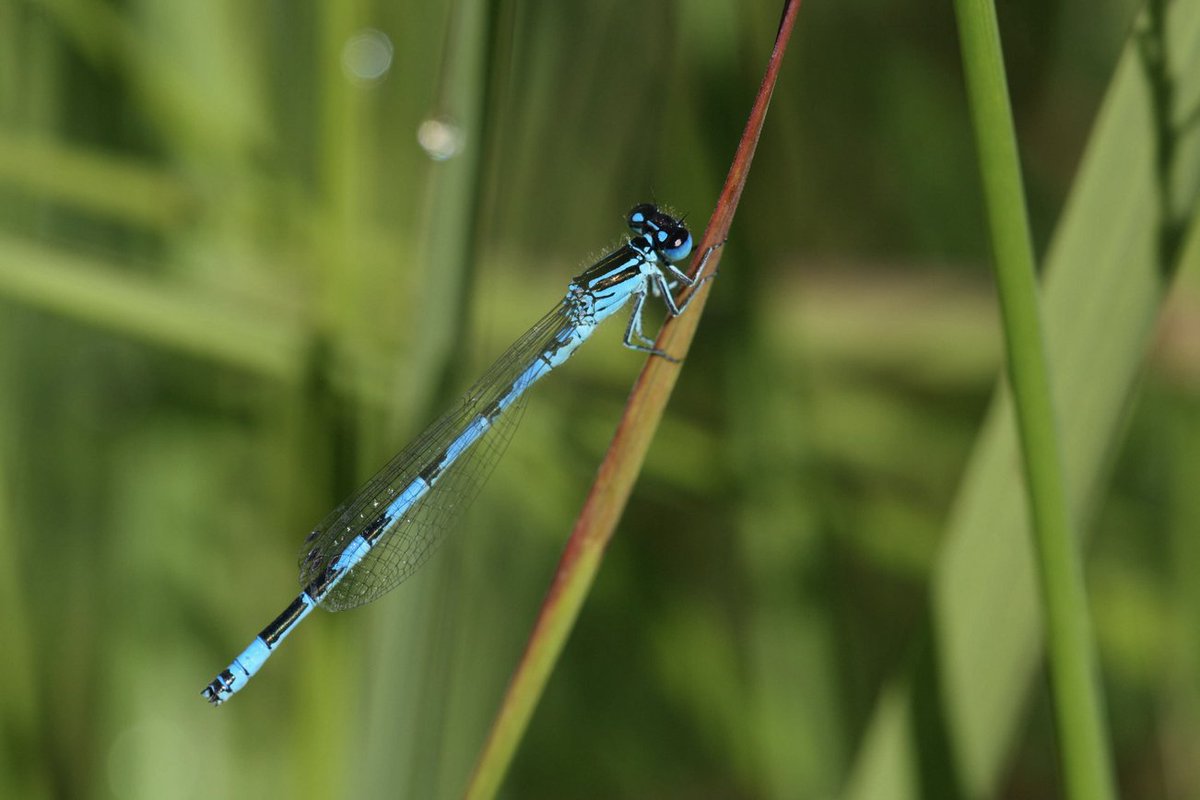 Du 12 au 14 juin à la mairie de Moustey, la <a href="/LPOAk/">LPO Aquitaine</a> et le <a href="/PNRLG/">Pnr Landes Gascogne</a> proposent trois formations à destination des adultes pour s’initier à la reconnaissance des libellules.
unidivers.fr/event/formatio…