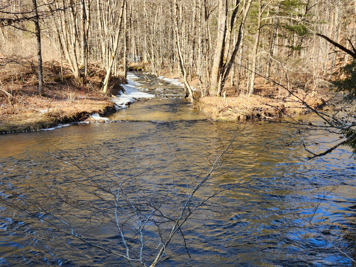 Today's walk along the Kayaderosseras Creek in West Milton.