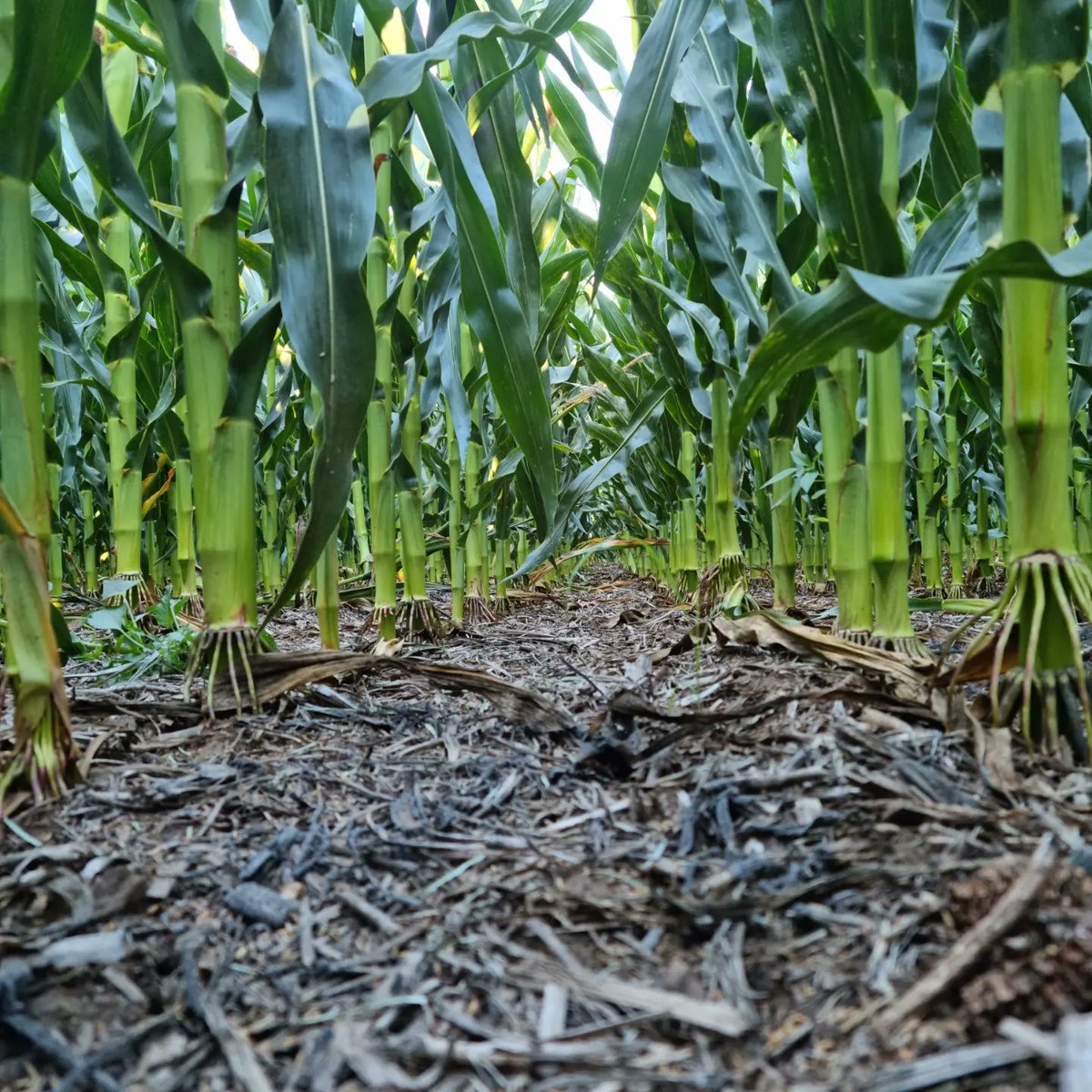 Horacio I. tweet media