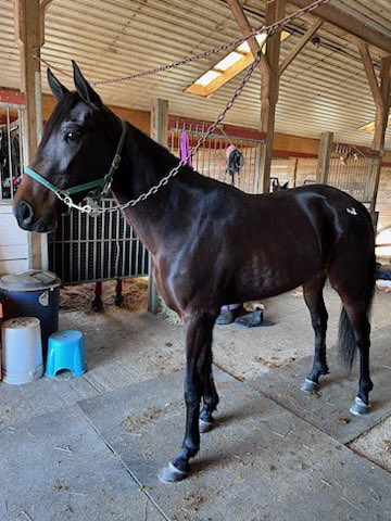 fcracingclub's tweet image. Introducing our newest recruit Darlington Hanover. This 4 year old daughter Sportswriter was acquired from the Winter Speed Sale in Ohio, and has just arrived to her new home with trainer Bruce Goit. Look for her to make her club debut @TheRacewayWFD soon!