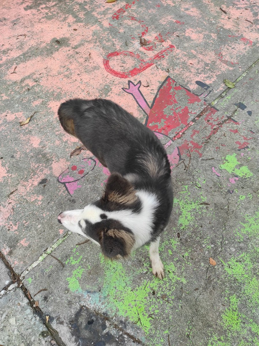 seimus96's tweet photo. #AlertaGYE
Me encontré a este cachorrito perdido. Cerca del colegio lemas de mucho lote, estaba dando vueltas en la principal y casi lo atropellan. No tiene placa y está muy asustado. Ahora está por los parques de las orquídeas.
#perroperdido #perroperdidoguayaquil https://t.co/isMHs8QMC7