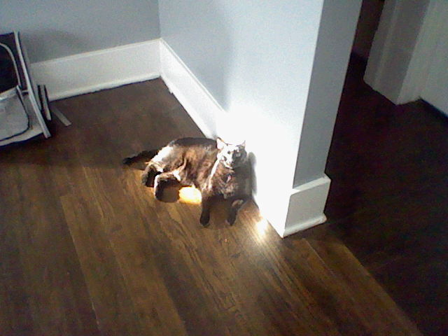 early Saturday morning. Bowie on the Nintendo DSi.