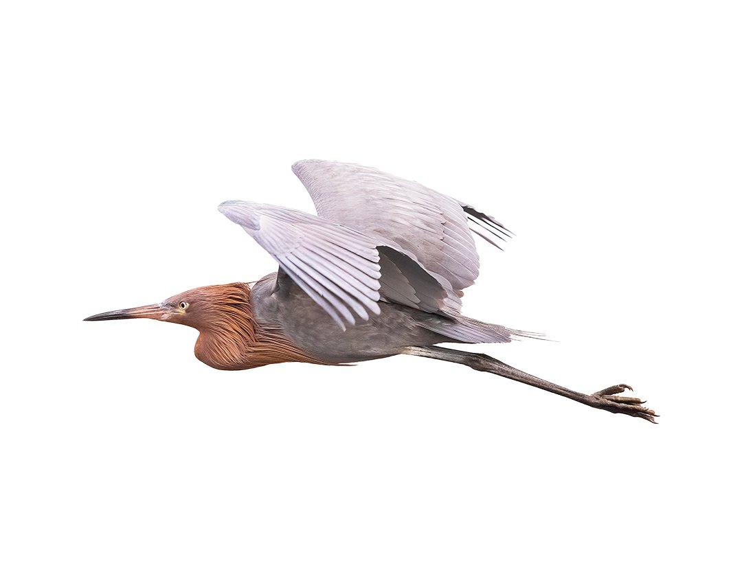 StoeckyFilms's tweet photo. Reddish Egret in Flight

#birdstwitter #Canon  #birdphotography #birds  #TwitterNaturePhotography  #TwitterBirds #ShoreBirds #Waders https://t.co/PR5qVApeIo