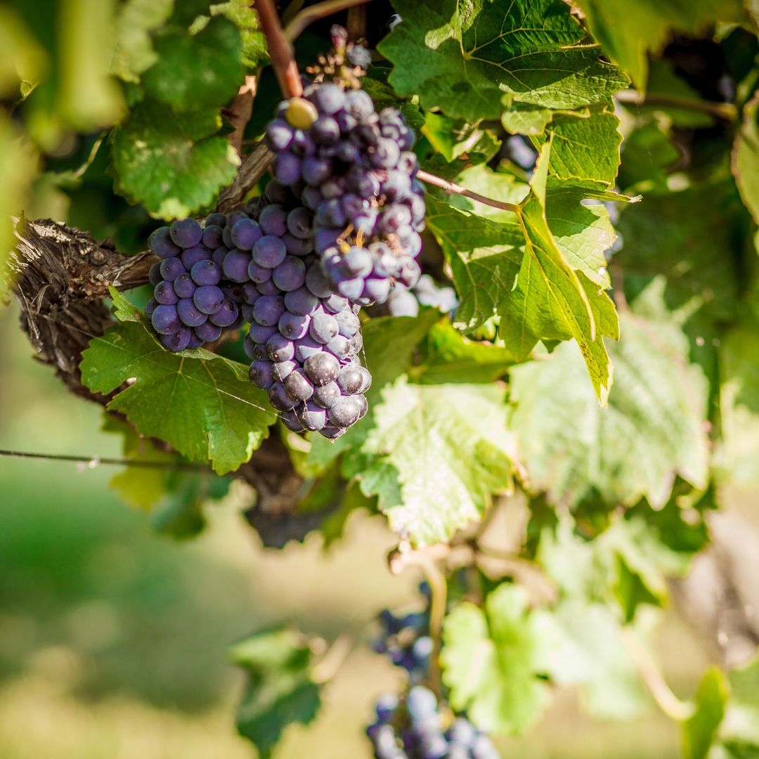 La uva 🍇 es la fruta más cultivada alrededor del mundo, de las que existen unas 10.000 variedades.

¿Y tú, lo sabías? 🤔💭

#uva #wino #vid #wine #winelife #winelovers