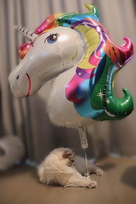 Lol, I just got this HUGE suprise as an early Bday present, thankyou @willempie113 you're so sweet!🎈🎂<a href="/tag/sexmachine"class="tags"><span>#sexmachine</span></a><a href="/tag/lovense"class="tags"><span>#lovense</span></a>