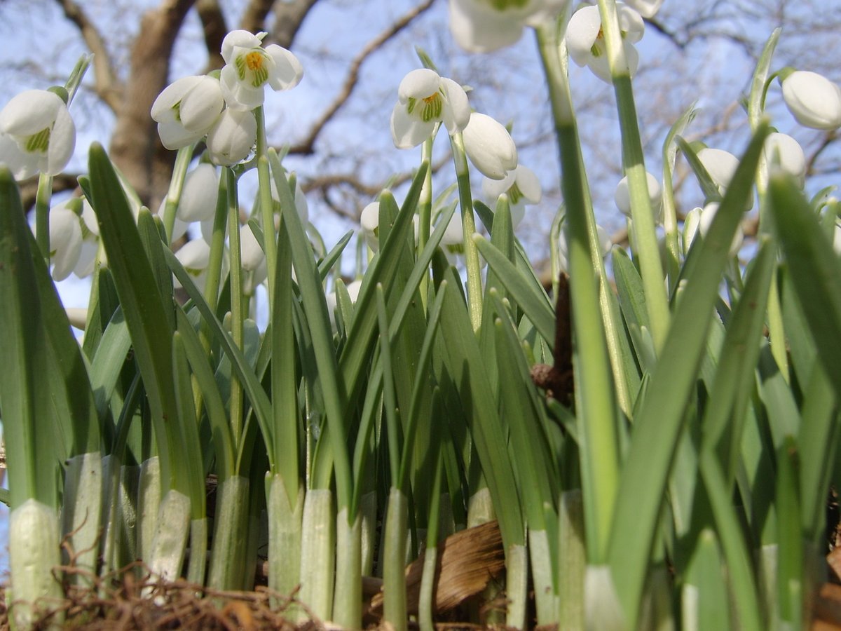PKCTrust's tweet photo. Snowdrops are out in force!🌼

Nothing quite says #signsofspring like these lovely little #flowers.☀️

https://t.co/skSVDT9aMN

#perthshire #bigtreecountry #springflowers #winter #flora #nature #outdoors 📸@PerthshireWild https://t.co/GeLFRbPv50